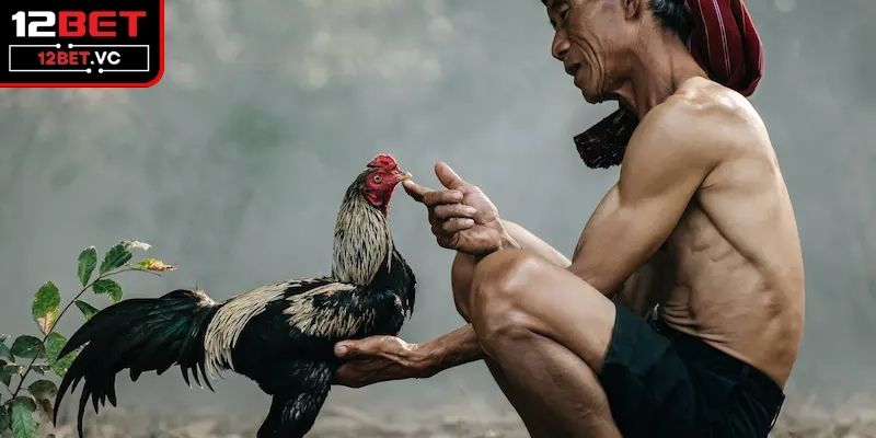 Cần kiên nhẫn trong quá trình điều trị cho gà 