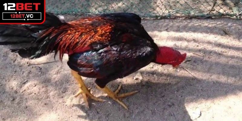 Nguyên nhân dẫn đến việc gà chiến bị khò khè 