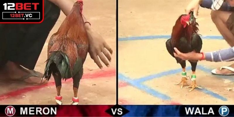 Trải Nghiệm Live Đá Gà Trực Tiếp Tại 12BET Đỉnh Cao, Hấp Dẫn 3 Hình thức đá gà cựa dao kịch tính từng phút giây