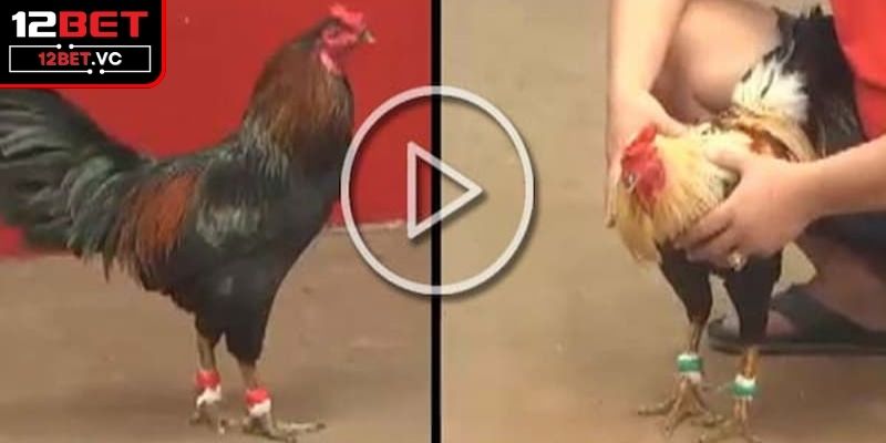 Trải Nghiệm Live Đá Gà Trực Tiếp Tại 12BET Đỉnh Cao, Hấp Dẫn 2 Khái quát về hình thức live đá gà trực tiếp tại 12BET