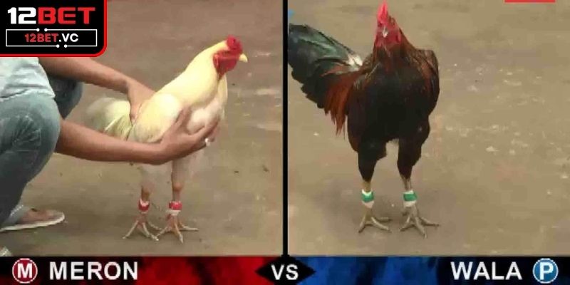 Trải Nghiệm Live Đá Gà Trực Tiếp Tại 12BET Đỉnh Cao, Hấp Dẫn 4 Thao tác tham gia các live của sân chơi