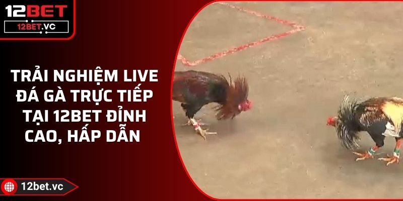 Trải Nghiệm Live Đá Gà Trực Tiếp Tại 12BET Đỉnh Cao, Hấp Dẫn 1 Trải Nghiệm Live Đá Gà Trực Tiếp Tại 12BET Đỉnh Cao, Hấp Dẫn