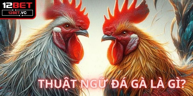 Nắm Vững Thuật Ngữ Đá Gà Giúp Thành Công Trong Cá Cược 3 Những thuật ngữ đá gà cơ bản và dễ hiểu cho anh em