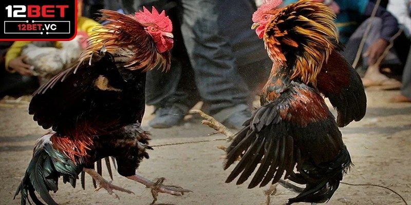 Nắm Vững Thuật Ngữ Đá Gà Giúp Thành Công Trong Cá Cược 2 Khám phá lịch sử và nguồn gốc của loại hình đá gà