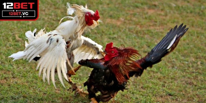 Nắm Vững Thuật Ngữ Đá Gà Giúp Thành Công Trong Cá Cược 4 Lưu ý khi cược thủ tham gia cược đấu gà